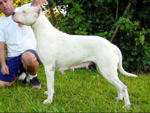 HUAYNA ACKON CAHUAK | Argentine Dogo 