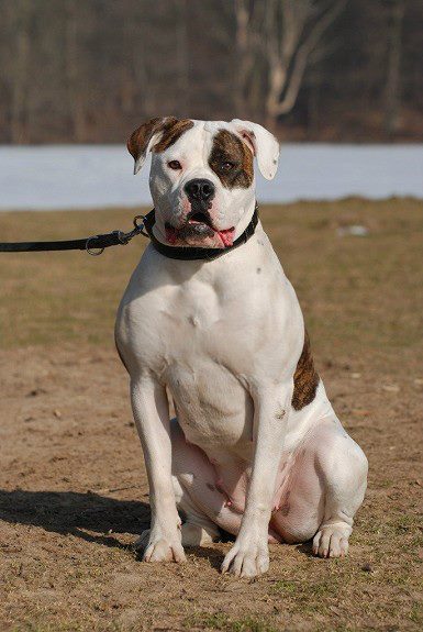 Utzon's Delilah | American Bulldog 