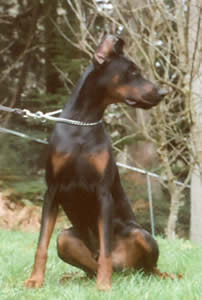 Boeing del Littorio | Black Doberman Pinscher