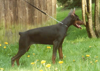 Bernadet del Littorio | Brown Doberman Pinscher