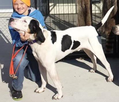 Half Breed Pinner | Treeing Walker Coonhound 