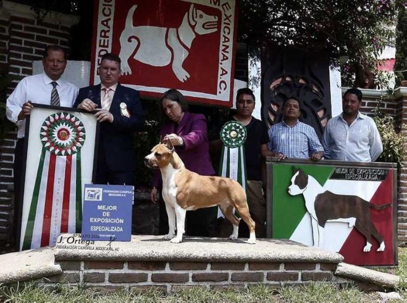 Golden Girl Audry Gerardo | American Staffordshire Terrier 