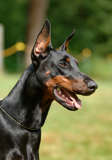 Niky Nike del Littorio | Black Doberman Pinscher