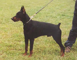 Nathan del Littorio | Black Doberman Pinscher