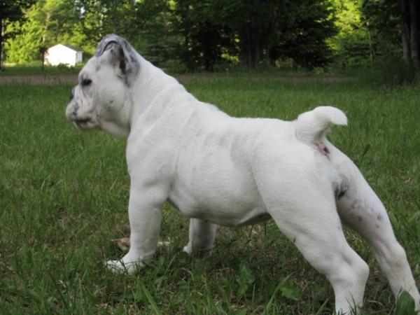 Kc's Poison Ivy | Olde English Bulldogge 