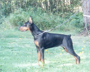 Ester del Littorio | Black Doberman Pinscher