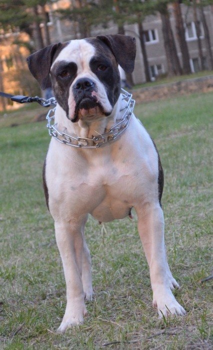 Infantri Gold Okeana | American Bulldog 