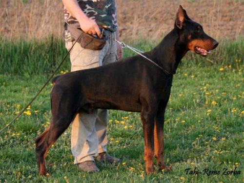 Tahi-Reme Zorba | Black Doberman Pinscher