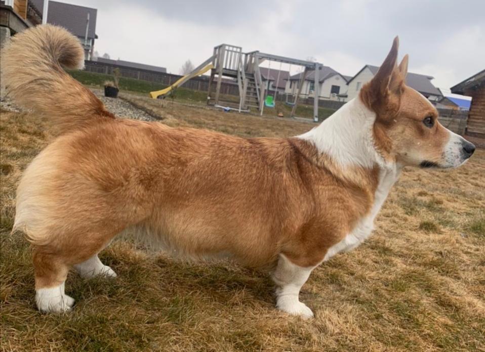 Solifert akimi chika | Cardigan Welsh Corgi 