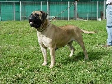 Aluzia von DC-13 | Bullmastiff 