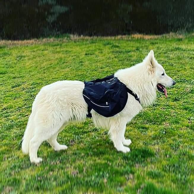 Aslan (s/a) | White Swiss Shepherd Dog 