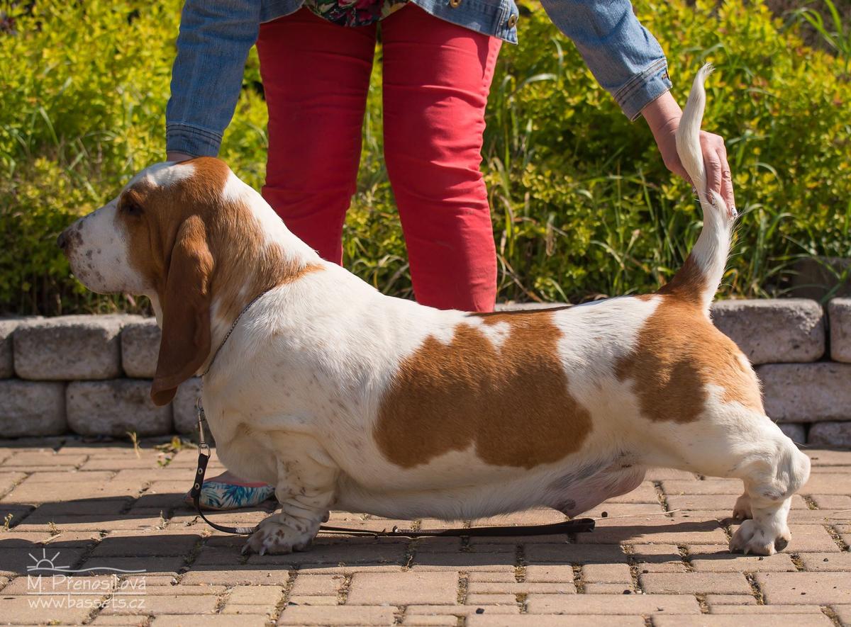 Kalaigh Van Hollandheim | Basset Hound 