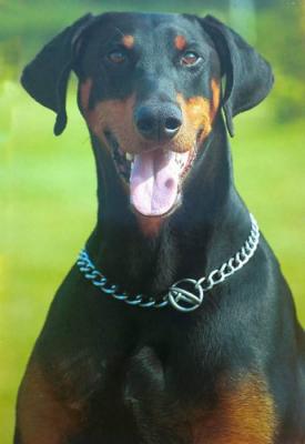 Bono v.d. Groote Maat | Black Doberman Pinscher