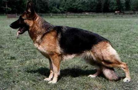 Xinnia von der Wienerau | German Shepherd Dog 