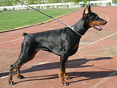 Asty iz Doma Domeni | Black Doberman Pinscher