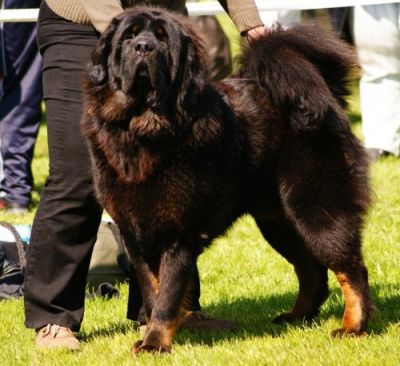 Hutuktu Sundari | Tibetan Mastiff 