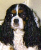 Gwendolyne de Castelburry | Cavalier King Charles Spaniel 