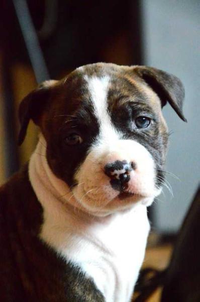 INANNA New Radegost | American Staffordshire Terrier 