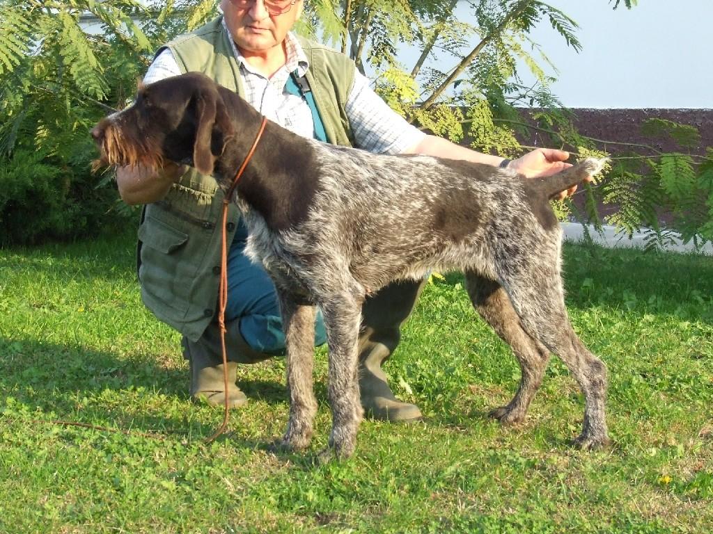 Rumba II vom Wildbarren | German Wirehaired Pointer 