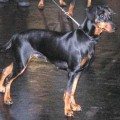 Duffyco's Kalypso | German Pinscher 