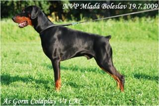 As Gorm Coldplay | Black Doberman Pinscher