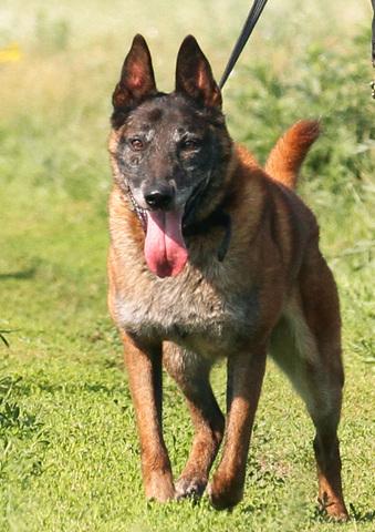 Vite V Du Chemin de I’Esperance | Belgian Malinois 