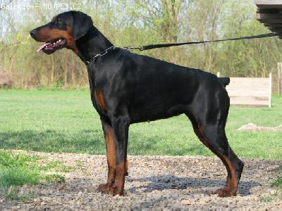 Afrika Coldplay | Black Doberman Pinscher