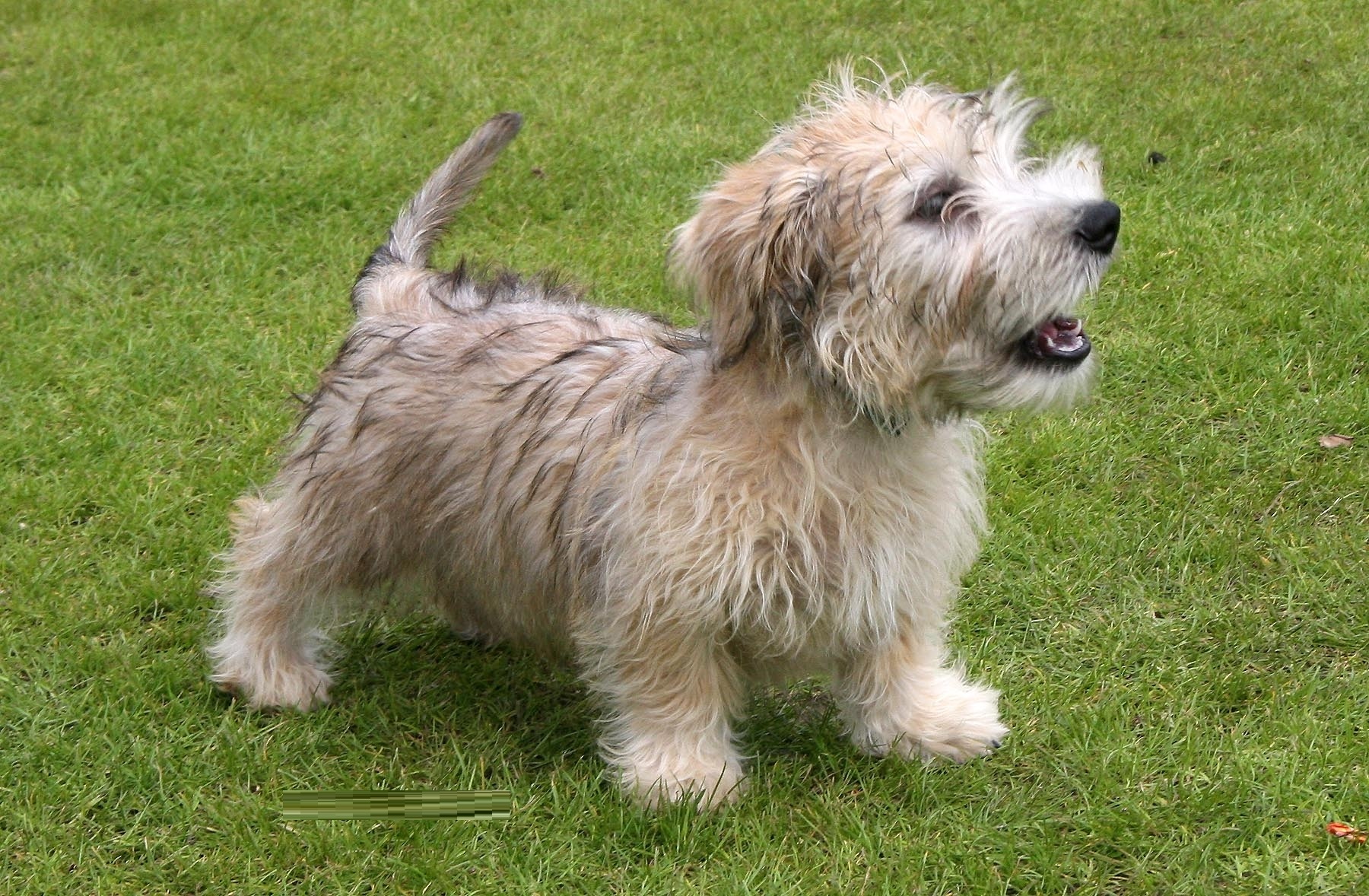 Glen of Imaal Terrier
