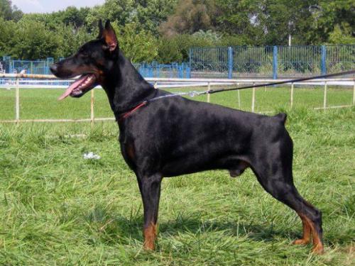 Santa Julf Kardinal | Black Doberman Pinscher