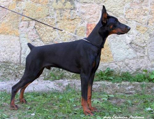 Santa Julf Kortes | Black Doberman Pinscher