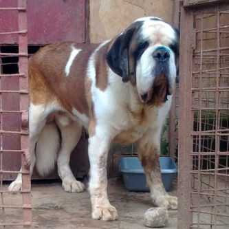 Phantom | Saint Bernard 