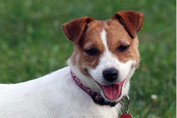 Lovely Orange De Barba-Negra | Jack Russell Terrier 