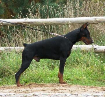 Tahi-Reme Zebulon | Black Doberman Pinscher