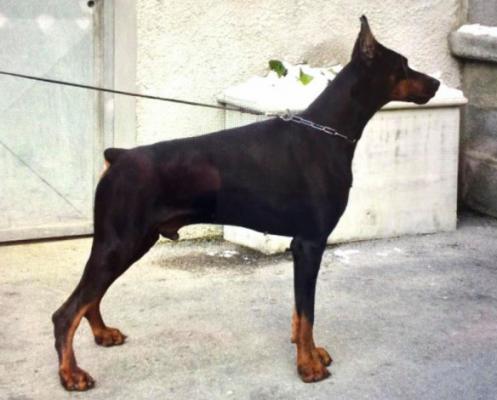 Ox di Campovalano | Black Doberman Pinscher