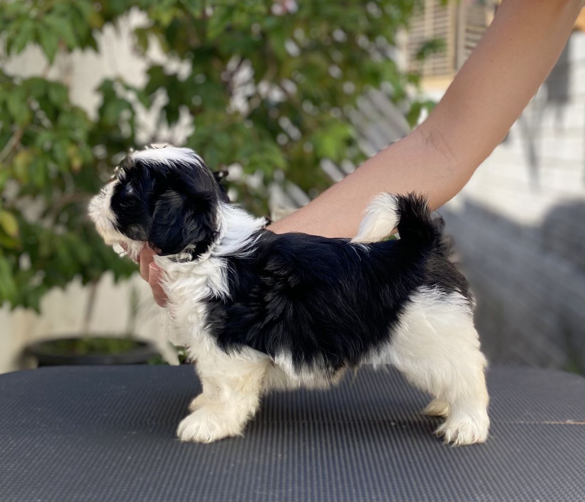 RMoretto Cane ‘Panda’ | Lhasa Apso 