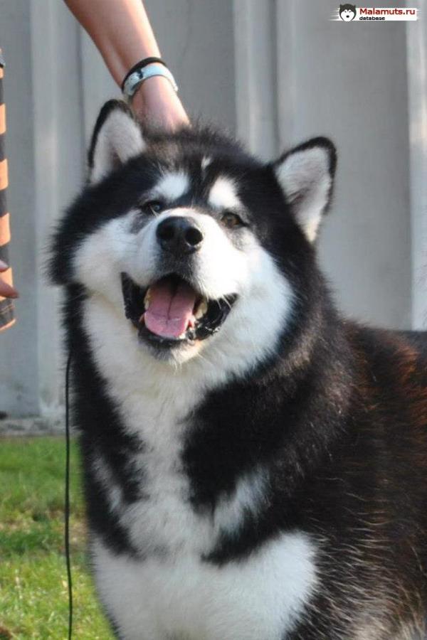 Jerri Sadecki Gazda | Alaskan Malamute 