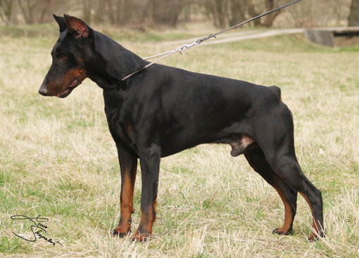 Citto v.d. Wudritz | Black Doberman Pinscher