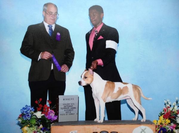 Benmars Alpine Texas Style Jam | American Staffordshire Terrier 