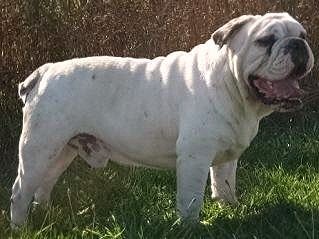 mlx | Olde English Bulldogge 