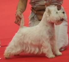 As De Coeur Du Moulin De Mac Gregor | West Highland White Terrier 