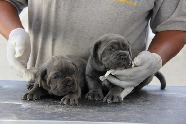 Verona &amp; Viena dello scultore | Neapolitan Mastiff 