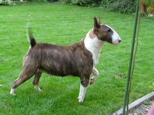 CLEOPATRA FROM FIGHTING ANGELS | Bull Terrier 