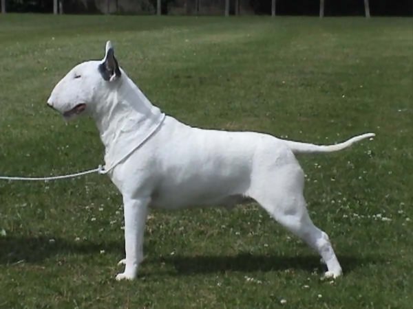 Alecto Kool Barracuda at Kilacabar | Bull Terrier 