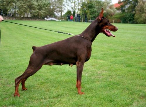 Pride of Russia Dilila | Brown Doberman Pinscher