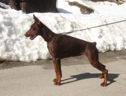 Pride of Russia Dasha | Brown Doberman Pinscher