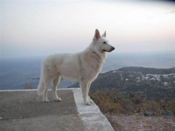 Embrun | White Swiss Shepherd Dog 