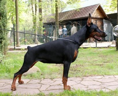 Pride of Russia Dolce Vita | Black Doberman Pinscher