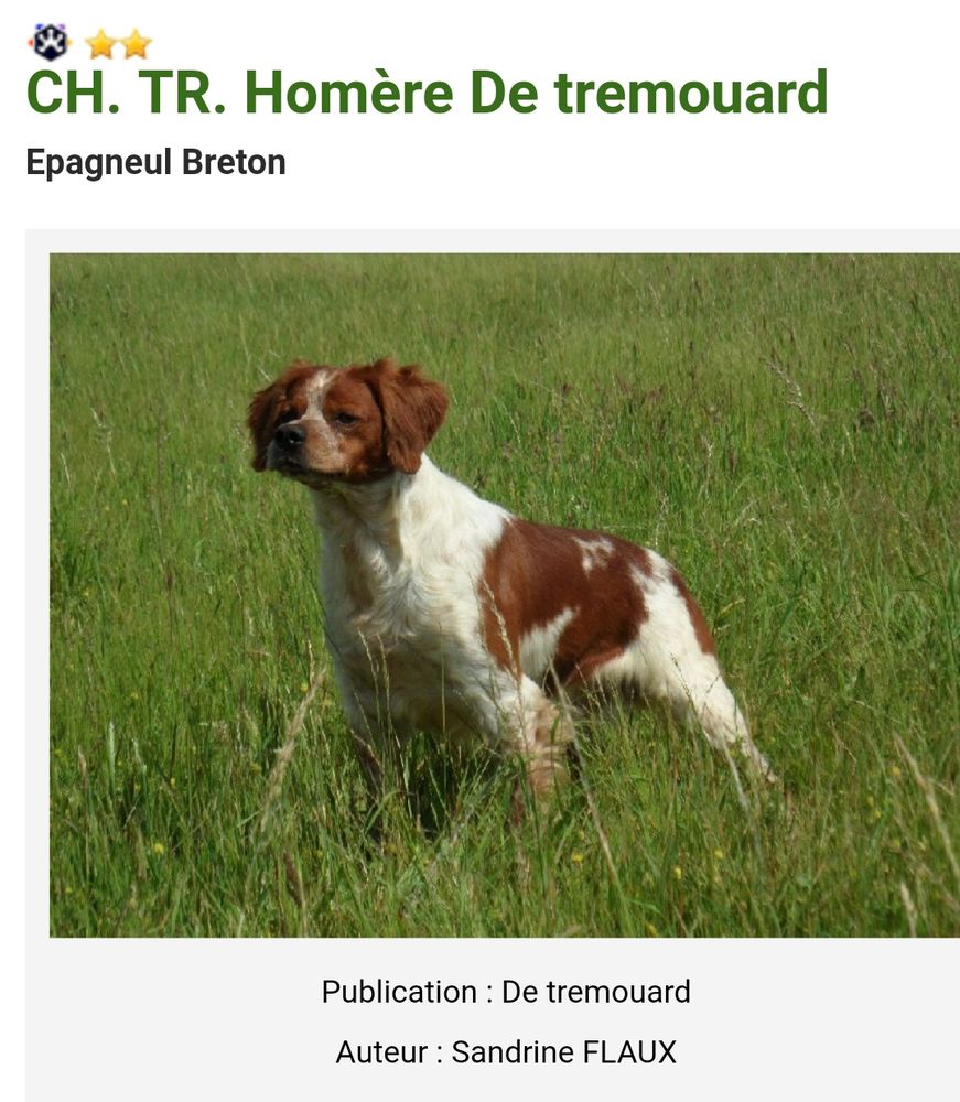 HOMERE de Tremouard | Brittany 