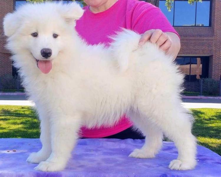 ArticCross Supernatural Prodigy | Samoyed 