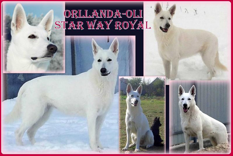 ORLANDA-OLI Star Way Royal | White Swiss Shepherd Dog 